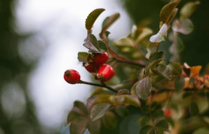 لدعم
      المناعة...
      6
      أعشاب
      وتوابل
      غنية
      بـ«فيتامين
      سي»