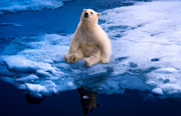 لحظة عاطفية لأنثى دب قطبي وصغيرها فوق الجليد تدهش رواد الإنترنت