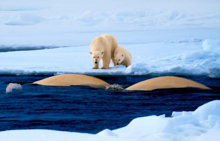 لحظة عاطفية لأنثى دب قطبي وصغيرها فوق الجليد تدهش رواد الإنترنت