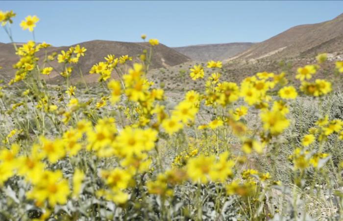 للمرة الأولى منذ عقد.. أزهار ملونة تتفتّح في "وادي الموت" الأمريكي