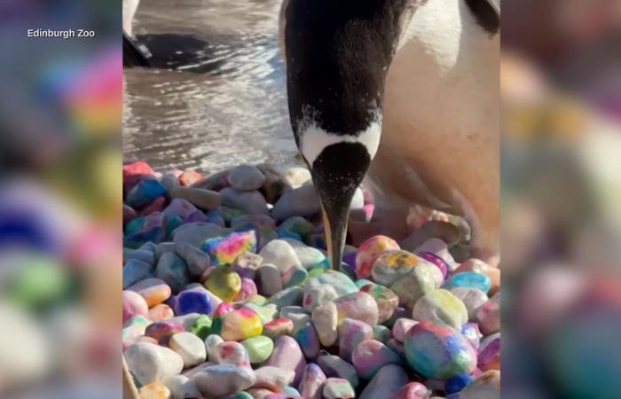 طقس بديع تمارسه طيور البطريق لإطلاق موسم الحب في حديقة حيوانات بريطانية