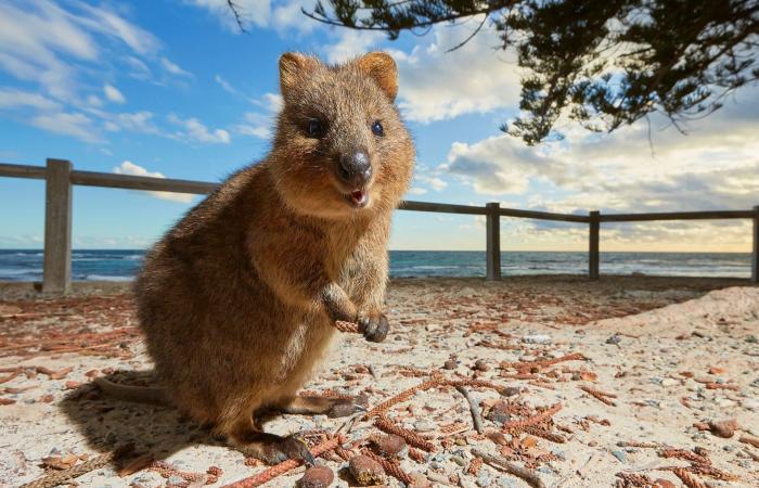 سياح يخيمون فوق قبور مجهولة.. نظرة على التاريخ المظلم وراء جزيرة تبدو عادية في أستراليا