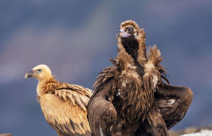 صور توثق لحظة صراعٍ محتدم بين نسر ضخم وابن آوى في جبال بلغاريا