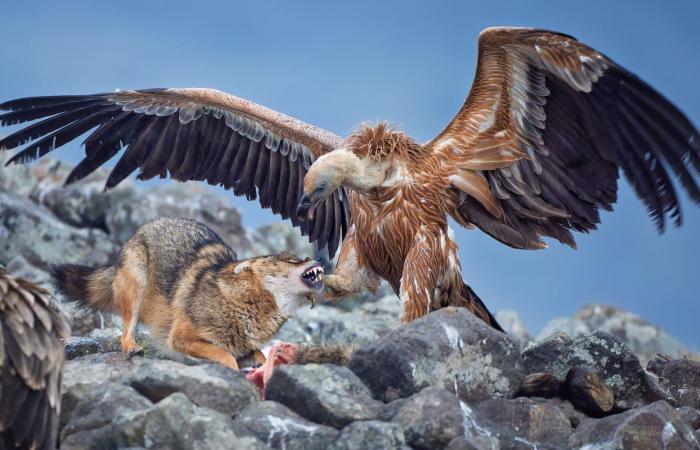 صور توثق لحظة صراعٍ محتدم بين نسر ضخم وابن آوى في جبال بلغاريا