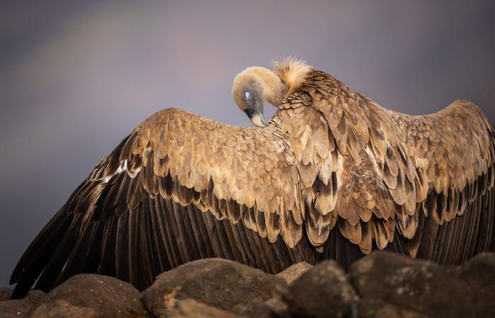 صور توثق لحظة صراعٍ محتدم بين نسر ضخم وابن آوى في جبال بلغاريا