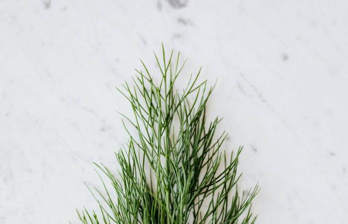 لتعزيز
      صحتك...
      6
      أعشاب
      طازجة
      يُنصح
      بشرائها
      أسبوعياً