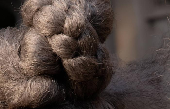 هل
      يُمكن
      منع
      ظهور
      الشيب…
      أو
      عكسه؟