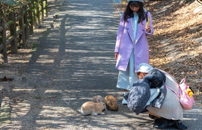 جزيرة أرانب وشجرة تحقق الأمنيات.. هذا ما ينتظرك في أرخبيل ياباني ساحر