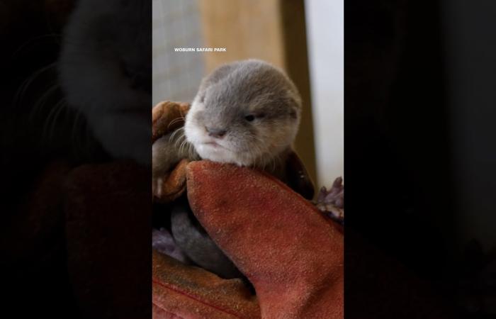 شاهد كيف خضع صغيران من القضاعة لفحوصات صحية بمنتزه في المملكة المتحدة