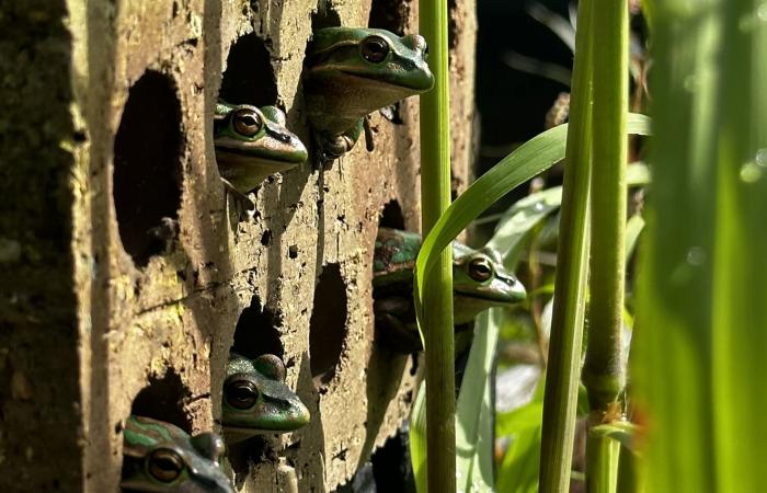 فطر فتاك "يلتهم" جلود الضفادع.. والحل يكمن في تحضير "ساونا" دافئة لها