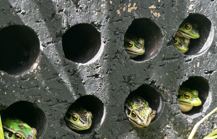 فطر فتاك "يلتهم" جلود الضفادع.. والحل يكمن في تحضير "ساونا" دافئة لها