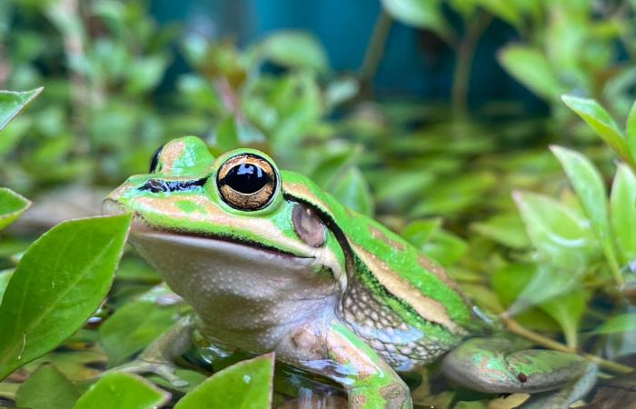 فطر فتاك "يلتهم" جلود الضفادع.. والحل يكمن في تحضير "ساونا" دافئة لها