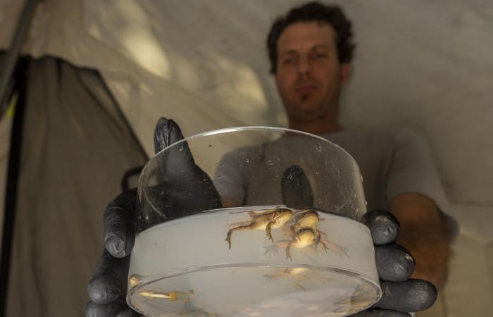 فطر فتاك "يلتهم" جلود الضفادع.. والحل يكمن في تحضير "ساونا" دافئة لها