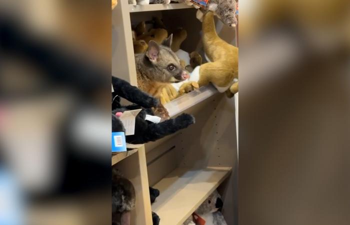 مفاجأة في مطار تسمانيا.. حيوان بري يتقمّص دور دمية في متجر ألعاب