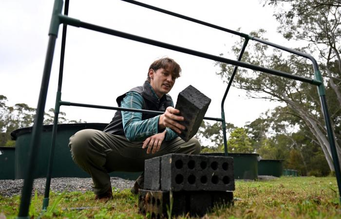 فطر فتاك "يلتهم" جلود الضفادع.. والحل يكمن في تحضير "ساونا" دافئة لها