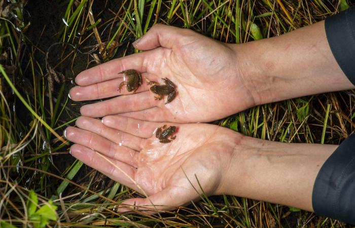 فطر فتاك "يلتهم" جلود الضفادع.. والحل يكمن في تحضير "ساونا" دافئة لها