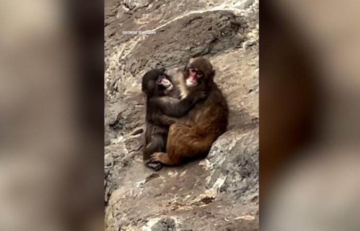 عناقٌ حقيقي بعدما تخلت أمه عنه.. شاهد "بانش" القرد يجد الدفء أخيرًا