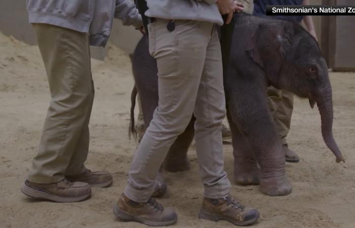 في يوم الأرض.. أول ظهور للفيلة الصغيرة لينه ماي في حديقة حيوانات سميثسونيان