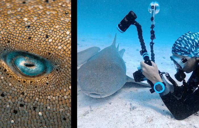 كأنها من عالم آخر.. لقطة نادرة تكشف جمالًا مدهشًا داخل عين سمكة قرش في المالديف