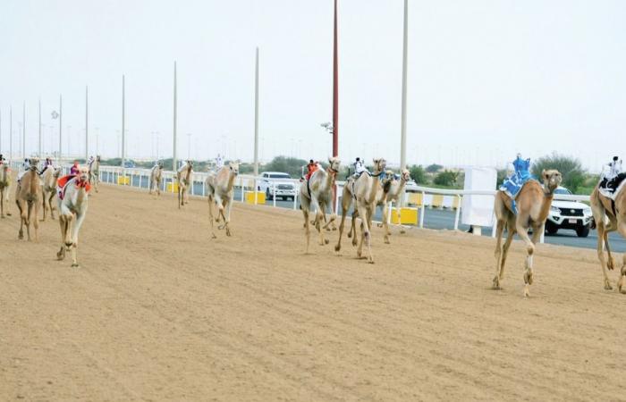 انطلاق فعاليات المرحلة الثانية من المحلي الثامن للهجن