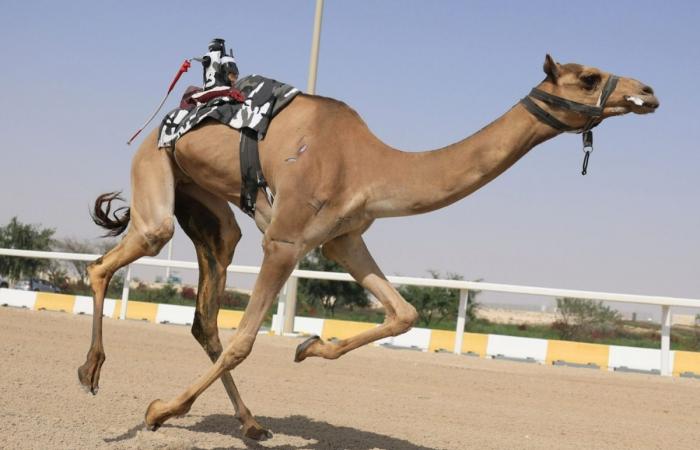  انطلاق المرحلة الثانية من السباق المحلي الثامن للهجن العربية الأصيلة