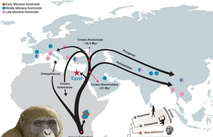 حفرية
      مصرية
      عمرها
      18
      مليون
      سنة
      تكشف
      تطور
      القردة
      العُليا