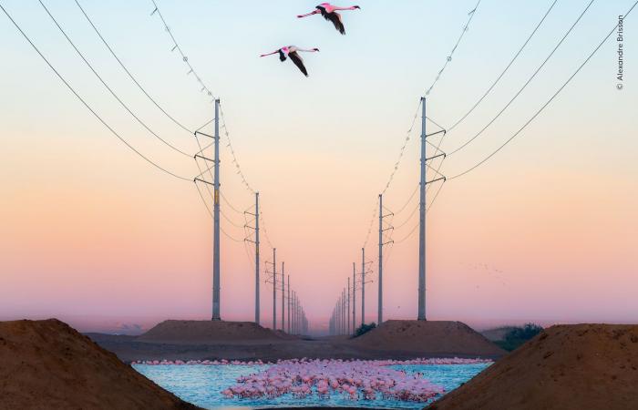 صورة وشق يلعب بفريسته تفوز بجائزة اختيار الجمهور بمسابقة مصور الحياة البرية لعام 2026