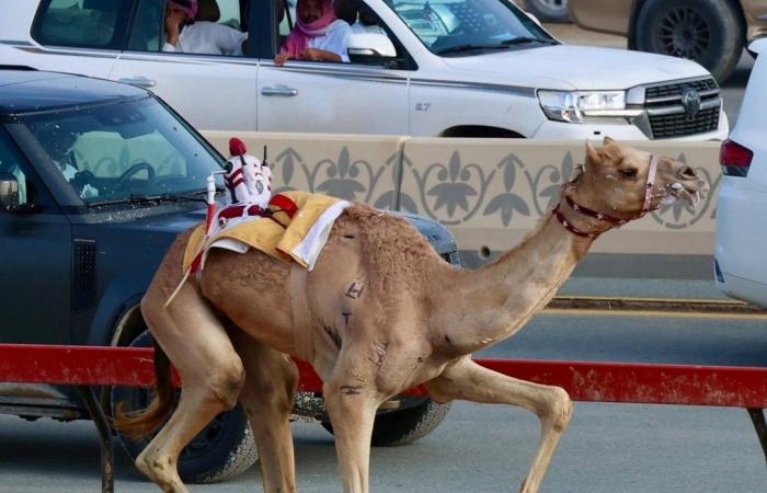 الهجن القطرية تحصد 3 رموز في خامس أيام مهرجان "ختامي المرموم" بدبي