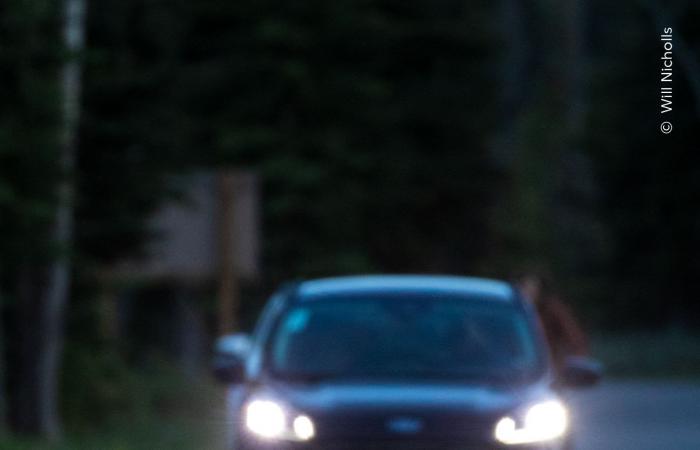 صورة وشق يلعب بفريسته تفوز بجائزة اختيار الجمهور بمسابقة مصور الحياة البرية لعام 2026