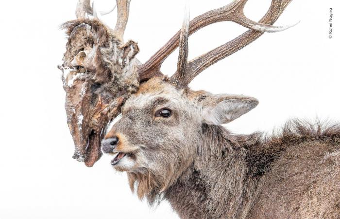 صورة وشق يلعب بفريسته تفوز بجائزة اختيار الجمهور بمسابقة مصور الحياة البرية لعام 2026