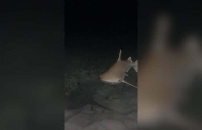 كوكايين في دماء أسماك قرش.. دراسة تثير الدهشة والقلق