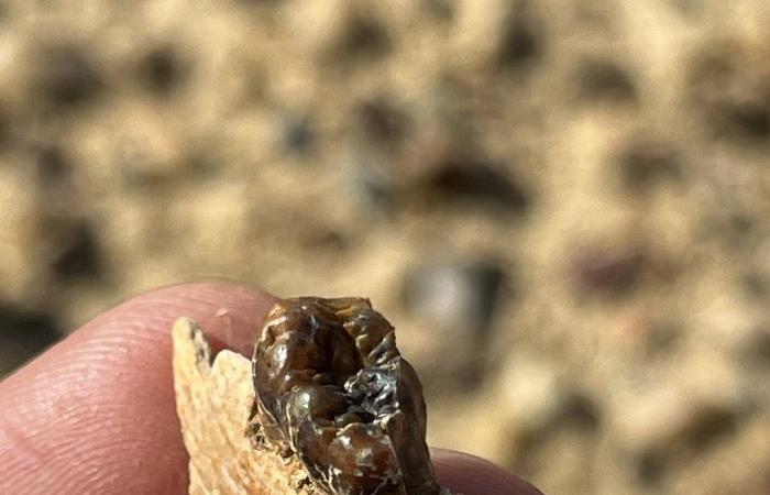 رحيل
      سمير
      غريب
      مؤرخ
      السريالية
      المصرية