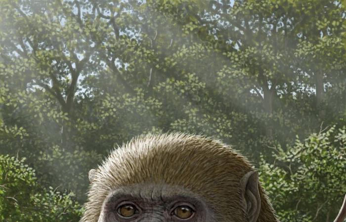 هشام
      سلام:
      «مصريبثيكس»
      يُعيد
      رسم
      خريطة
      تطوّر
      القردة...
      ومدرسة
      مصرية
      تُنافس
      عالمياً