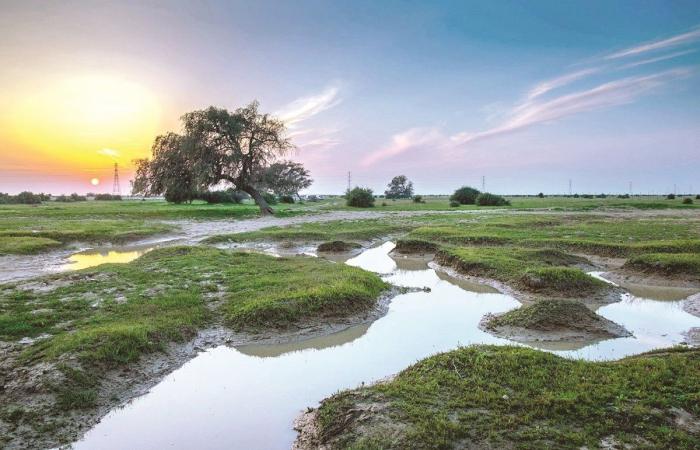 البيئة: الأمطار ركيزة أساسية لاستدامة الروض