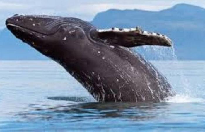 عاد .. حُرّاً