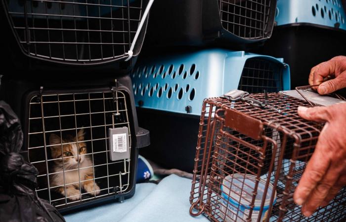 من
      بين
      الأنقاض...
      متطوعون
      يُخاطرون
      لإنقاذ
      حيوانات
      في
      ضاحية
      بيروت
      الجنوبية