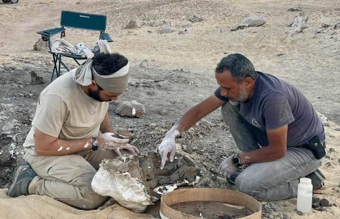 سرقة
      أكثر
      من
      400
      ألف
      قطعة
      شوكولاته
      «كيت
      كات»
      في
      إيطاليا