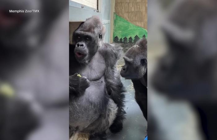 غوريلا تنظر بغيرة إلى صديقها فيما يتناول وجبات خفيفة في حديقة حيوانات