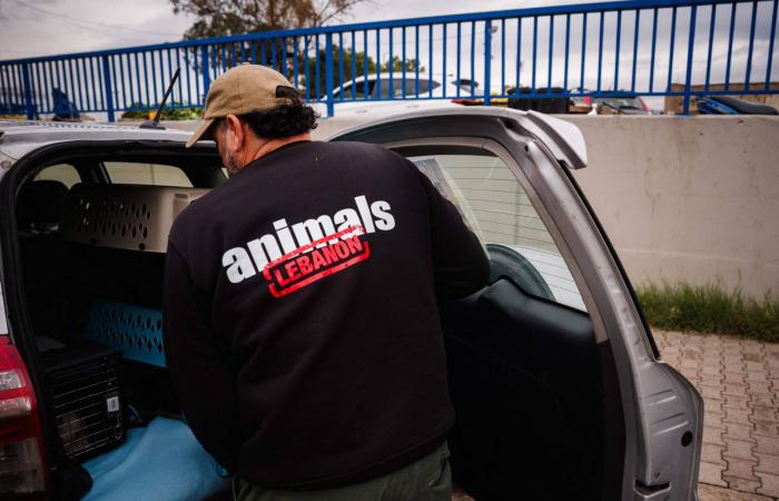 من
      بين
      الأنقاض...
      متطوعون
      يُخاطرون
      لإنقاذ
      حيوانات
      في
      ضاحية
      بيروت
      الجنوبية