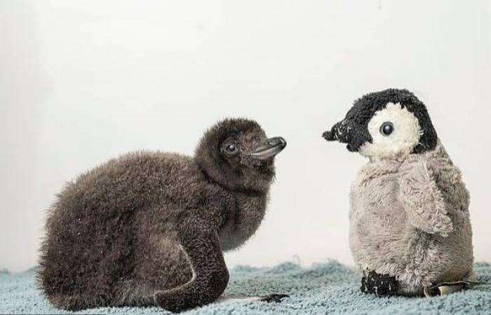 عودة
      قوية
      للسينما
      السعودية
      بعد
      العيد...
      في
      أسبوع
      استثنائي