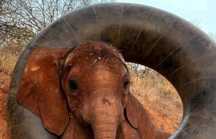 عودة
      قوية
      للسينما
      السعودية
      بعد
      العيد...
      في
      أسبوع
      استثنائي