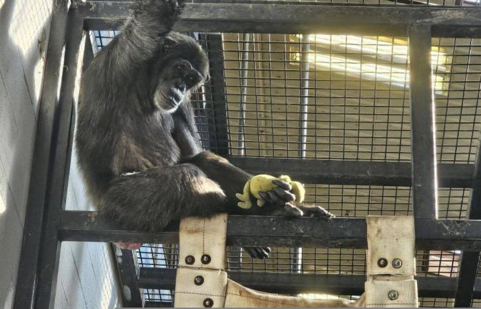 ليست
      أسطورة
      «بانش»
      أوَّلها...
      قصص
      حب
      بين
      صغار
      الحيوانات
      والدُمى