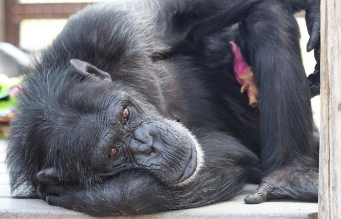 عودة
      قوية
      للسينما
      السعودية
      بعد
      العيد...
      في
      أسبوع
      استثنائي