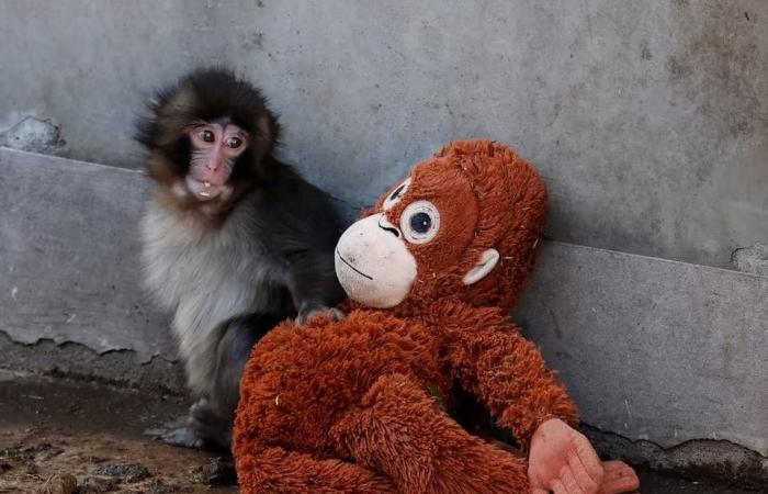 علماء
      يحاكون
      «الانفجار
      العظيم»
      فيحوِّلون
      الرصاص
      إلى
      ذهب
      بالصدفة