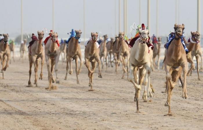ختام قوي للسباق المحلي الثامن للهجن العربية الأصيلة