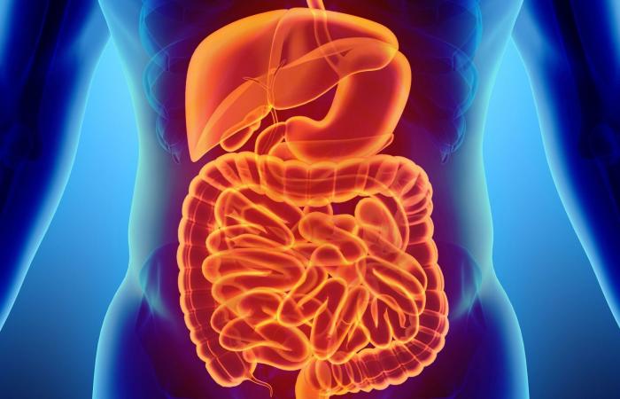 بكتيريا الأمعاء..أطعمة للحفاظ على صحة الجهاز الهضمي