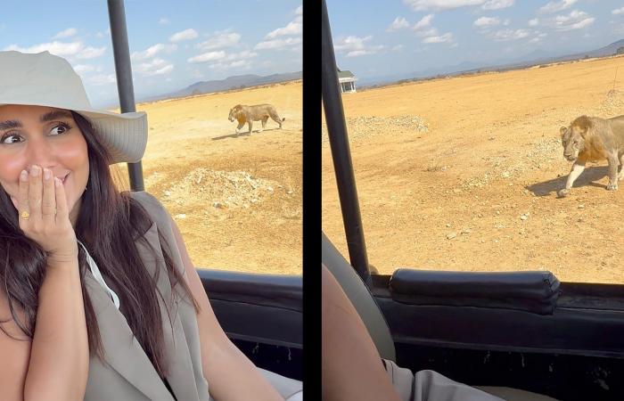 الصوت ممنوع.. شاهد أسد يقترب من سيارة سفاري في قلب الطبيعة بإفريقيا