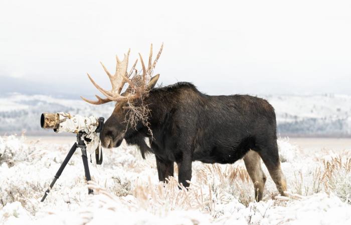 "انقلبت الأدوار".. أمريكية توثق حيوان موظ شقي "احتل" مكانها خلف الكاميرا