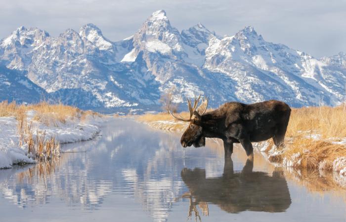 "انقلبت الأدوار".. أمريكية توثق حيوان موظ شقي "احتل" مكانها خلف الكاميرا