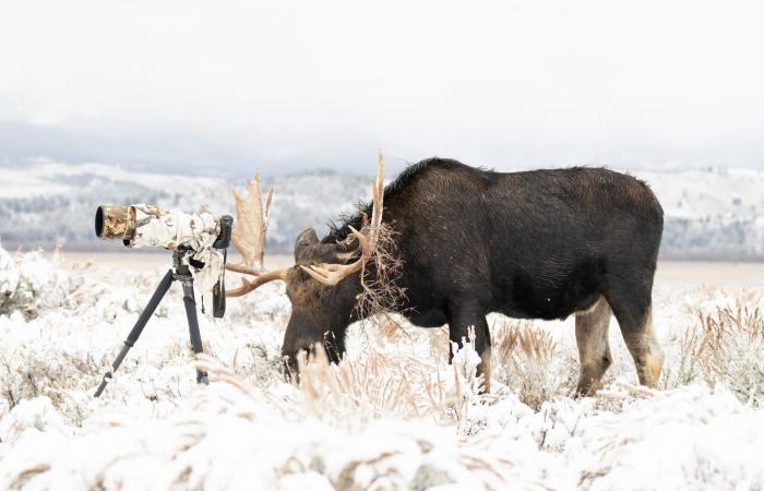 "انقلبت الأدوار".. أمريكية توثق حيوان موظ شقي "احتل" مكانها خلف الكاميرا